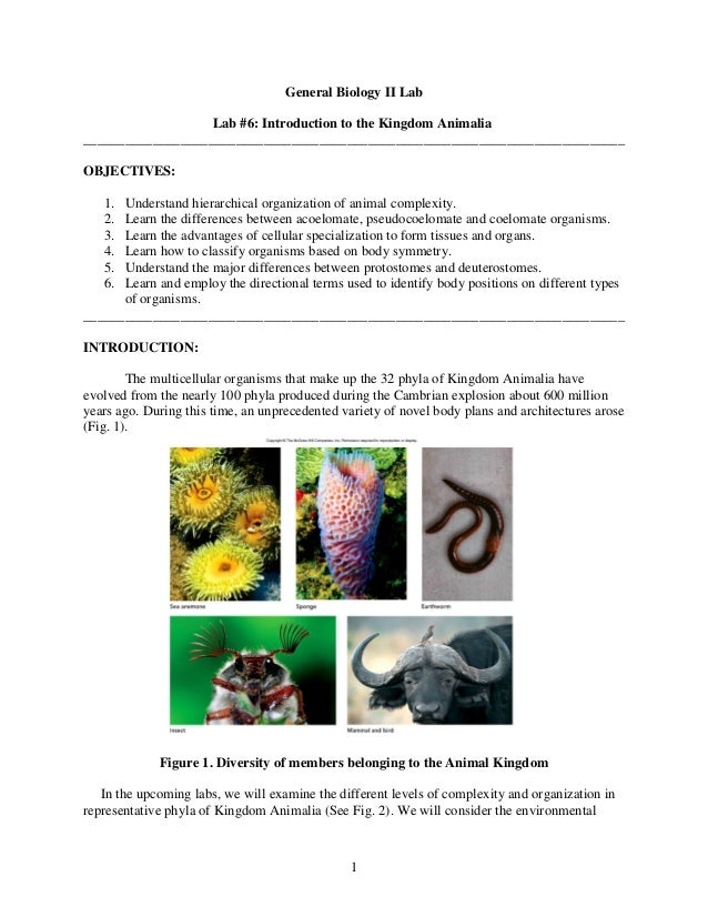is a hydra an pseudocoelomate is a hydra an pseudocoelomate